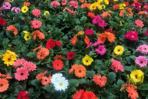 Multi colored Gerbas